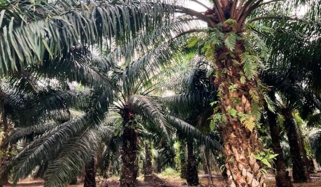 Nusron Wahid Ungkap 84 Ribu Hektare Perkebunan Sawit Masuk Kawasan Hutan, Tambahan di Luar Data 3,1 Juta Hektare