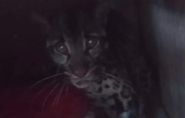 Macan Dahan Masuk Rumah Warga di Kerinci, BBTNKS Langsung Lepasliarkan ke Habitat Alami