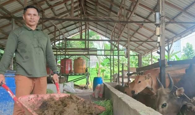 Samboja Ubah Limbah Sapi Jadi Energi Bersih: Kompor Menyala, Listrik Menyusul