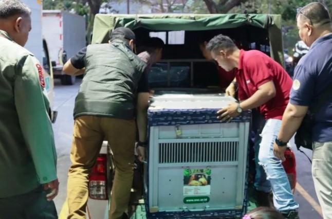 OIKN dan YAD Kolaborasi Wujudkan Suaka Orangutan di Pulau Kelawasan IKN, Mungky dan Dodo Jadi Penghuni Pertama