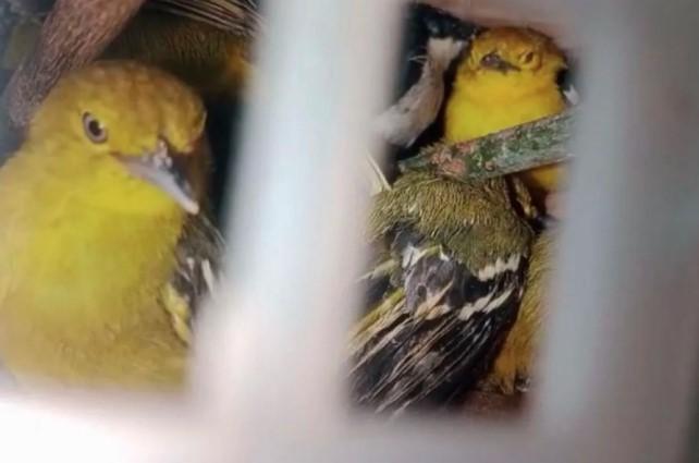 Karantina Lampung Gagalkan Penyelundupan 282 Ekor Burung Tanpa Dokumen ke Pulau Jawa