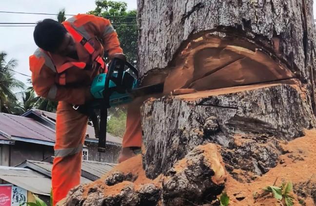 Demi Keselamatan Warga, BPBD Natuna Tebang Pohon Pauh Tua Berusia 150 Tahun di Dekat Rumah Penduduk