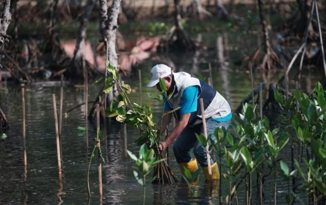 Cegah Abrasi, Pemkab Batang Targetkan Tanam 100 Ribu Mangrove Hingga Akhir 2025