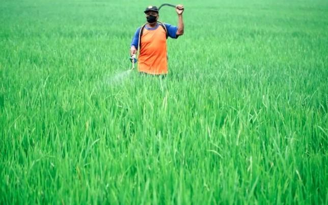 Ubah Paradigma, Bangun Industri Padi Bernilai Tambah demi Kesejahteraan Petani dan Ketahanan Pangan Nasional