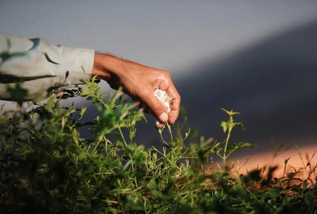 Gharbia Jadi Pusat Produksi Melati Mesir, Penuhi 95 Persen Pasokan Ekstrak Dunia Bersama India