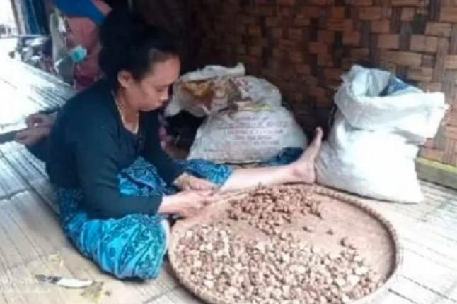 Kencur dan Jahe Jadi Komoditas Unggulan Suku Badui, Dongkrak Ekonomi dari Ladang Tradisional