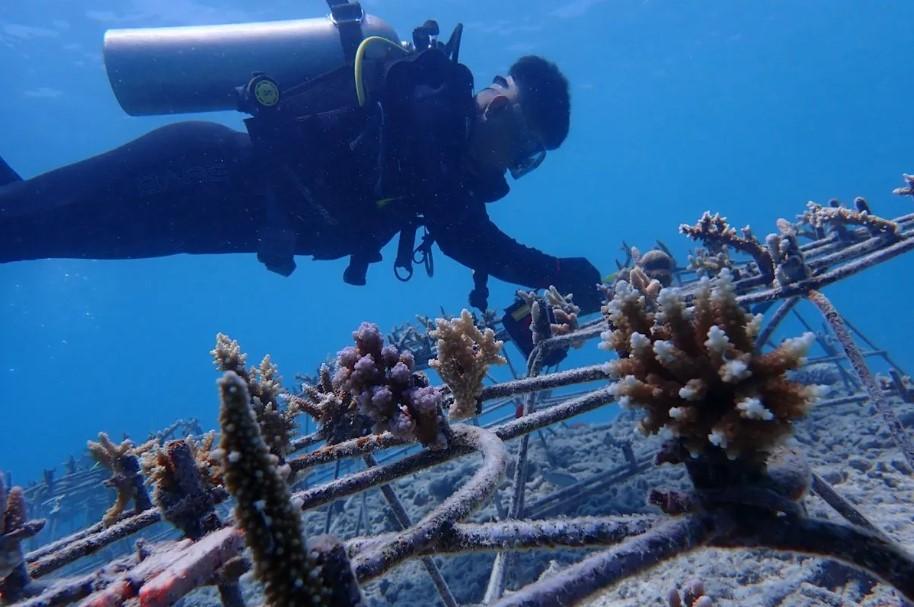 KKP Rehabilitasi Terumbu Karang di Pulau Pieh untuk Jaga Keberlanjutan Laut