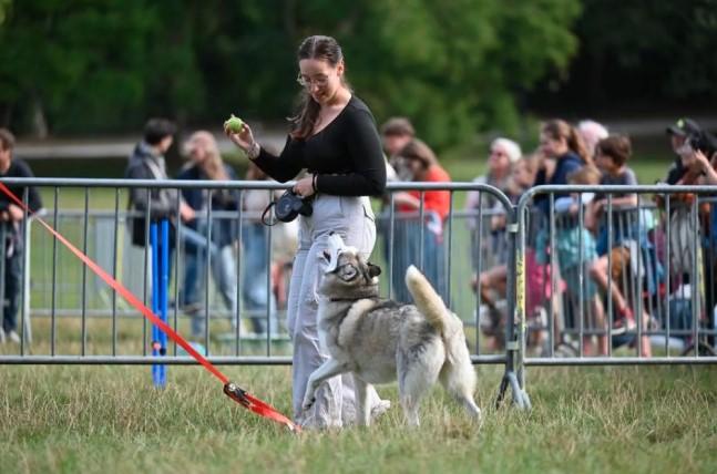 Dogolympics 2025 di Brussel Hadirkan Keceriaan dan Aksi Seru Anjing Peliharaan