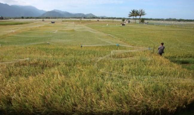 Pemerintah Optimis Proklamasikan Swasembada Beras 2025, Stok Nasional Tertinggi dalam 57 Tahun