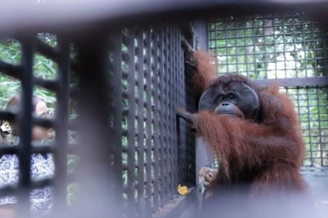 Orangutan Mungky dan Dodo Kembali ke Habitat Alami di Kalimantan Timur