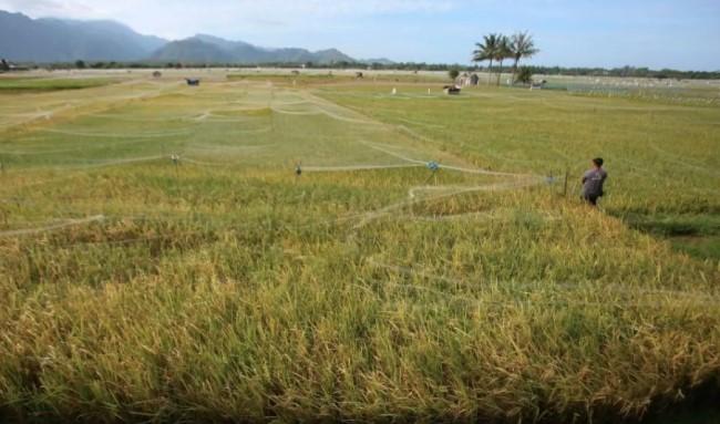 Swasembada Beras Kembali Mengemuka, Pemerintah Targetkan Tercapai dalam Dua Tahun