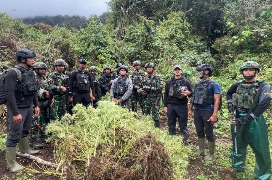 Satgas Gabungan Bongkar Empat Kebun Ganja di Pegunungan Bintang Papua