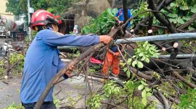 21 Pohon Tumbang di Tangerang Akibat Hujan Angin, Warga Bisa Ajukan Klaim Asuransi hingga Rp50 Juta