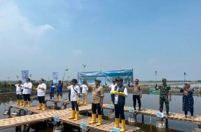Pelindo Tanam 215.200 Mangrove di 9 Wilayah, Dorong Pelabuhan Hijau dan Ekosistem Pesisir Berkelanjutan