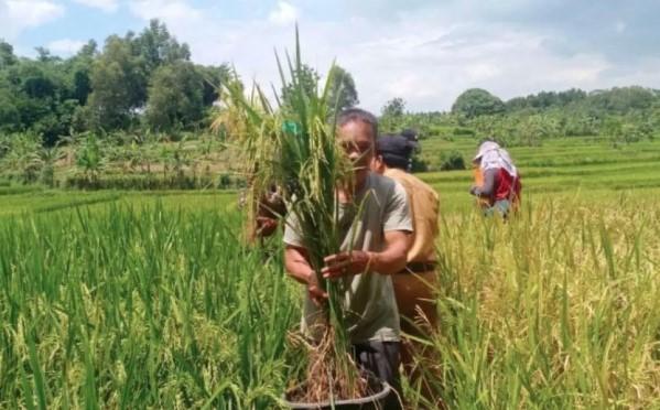 Hari Tani 2025 Jadi Momentum Renungkan Keberlanjutan Pertanian demi Masa Depan Pangan Nasional