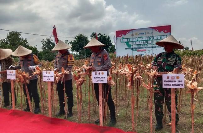 Kapolda NTB Panen 50 Ton Jagung di Lombok Tengah, Dukung Ketahanan Pangan Nasional dan Kesejahteraan Petani