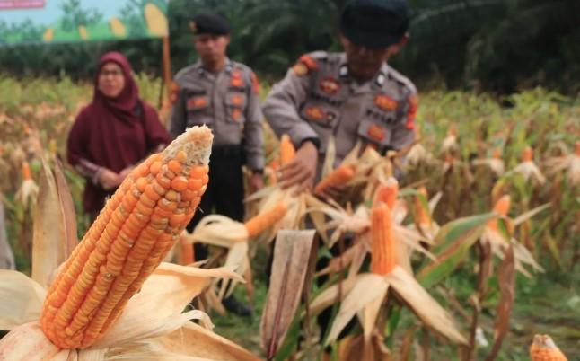Polri Panen Raya Jagung Kuartal III 2025: 7.153 Ton Jagung Dipanen dari 1.788 Hektare Lahan di Seluruh Indonesia