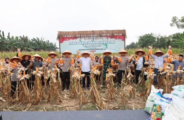 Polda Banten Panen Jagung 1.772 Hektare, Dorong Ketahanan Pangan dan Kesejahteraan Petani