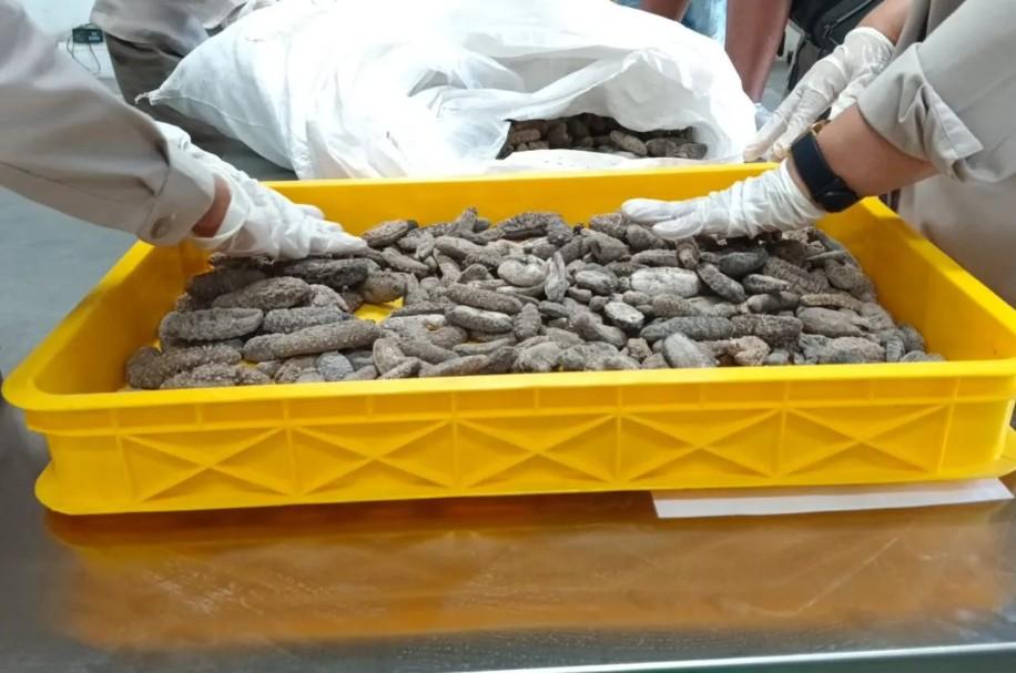 Barantin Sumut Tolak 15 Ton Teripang Malaysia karena Tercemar Timbal Melebihi Batas