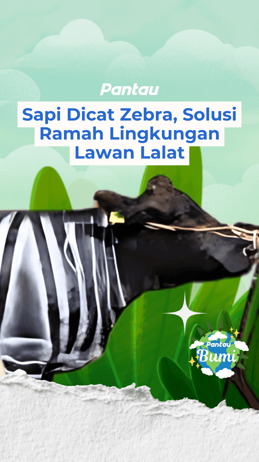 SAPI DICAT ZEBRA, SOLUSI RAMAH LINGKUNGAN LAWAN LALAT