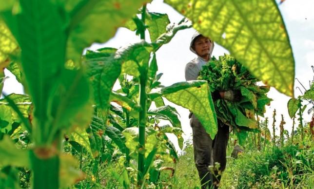 Petani dan Pekerja Tembakau Desak Moratorium Cukai Selama 3 Tahun, Pemerintah Fokus Berantas Rokok Ilegal