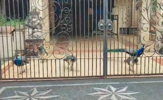 Viral Burung Merak di Duren Sawit, BKSDA DKI Jakarta Lakukan Pengecekan dan Pendataan