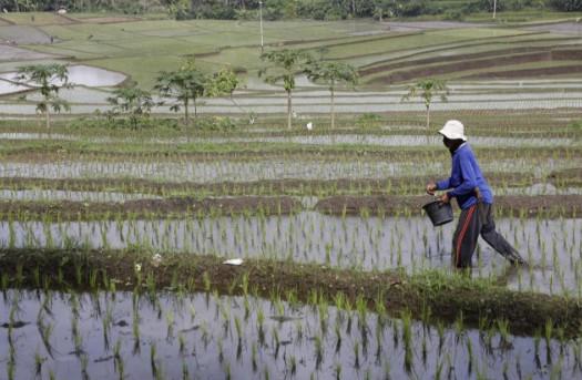 Beras Jadi Penahan Inflasi, Anomali Deflasi September 2025