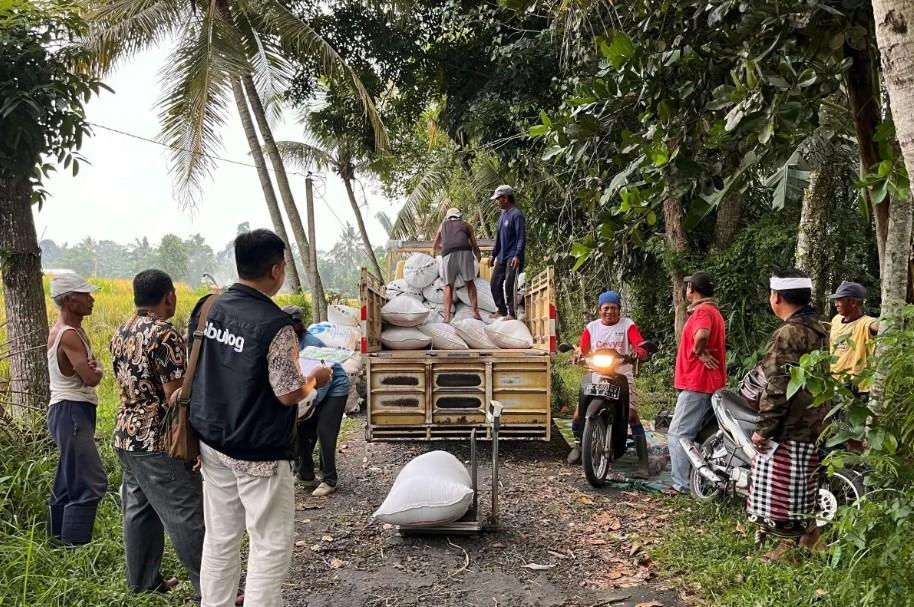 Bulog Bali Serap Gabah Petani Lokal hingga Akhir Tahun untuk Perkuat Ketahanan Pangan
