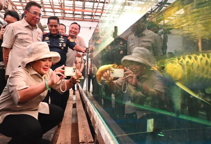 Ekspor Perdana Arwana Super Red ke Taiwan, Kalbar Tegaskan Diri Sebagai Produsen Utama Ikan Hias Nasional