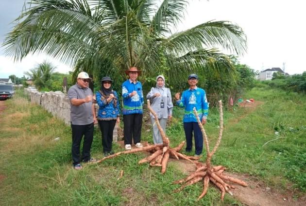 Unila Kembangkan Teknik Sambung Dua Jenis Singkong, Hasil Panen Tembus 247 Ton per Hektare