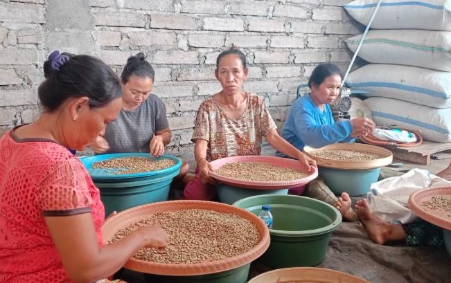 Kisah Niluh di Lereng Kintamani: Ketekunan Perempuan Penyortir Kopi yang Menghidupi Keluarga dari Biji Arabika