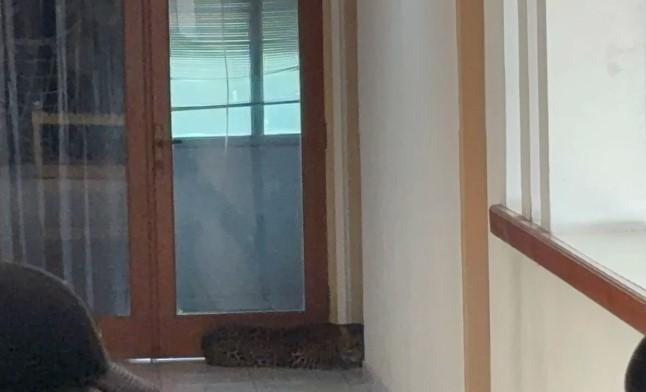 Macan Tutul Masuk Hotel di Bandung, Tim Gabungan Evakuasi dari Lantai Dua