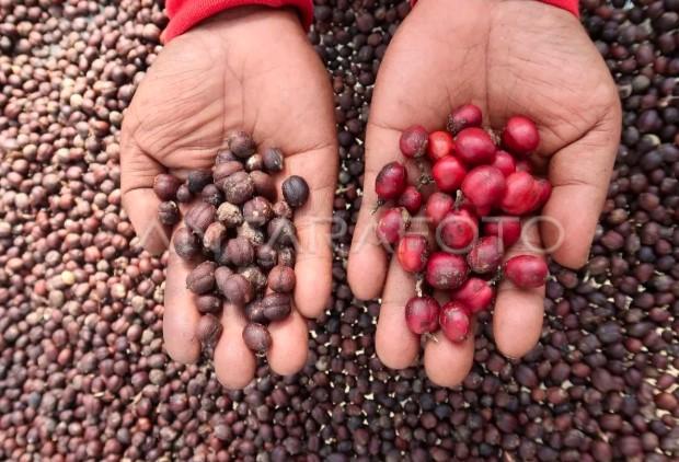 Ekspor Kopi Indonesia Tembus 206 Ribu Ton, UMKM Jadi Penggerak Utama Pasar Global