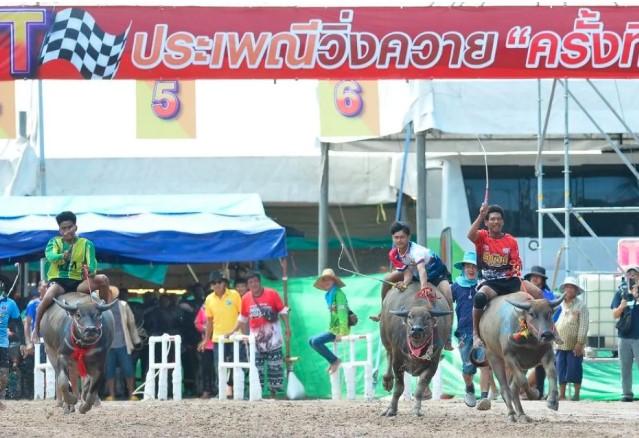 Festival Balap Kerbau Meriahkan Chonburi, Thailand: Tradisi Panen yang Penuh Semangat