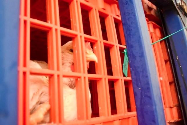 Indonesia Kembali Ekspor Ayam Hidup ke Singapura Senilai Rp1,8 Miliar, Bukti Unggas Nasional Diakui Dunia