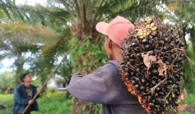 Pakar Hukum Ingatkan Penerapan PP 45/2025 Jangan Rugikan Petani Kecil dan Industri Sawit