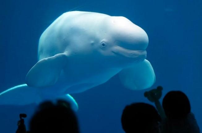 Ilmuwan China Ungkap Rahasia Evolusi Ekolokasi Kelelawar dan Paus Lewat Kecerdasan Buatan