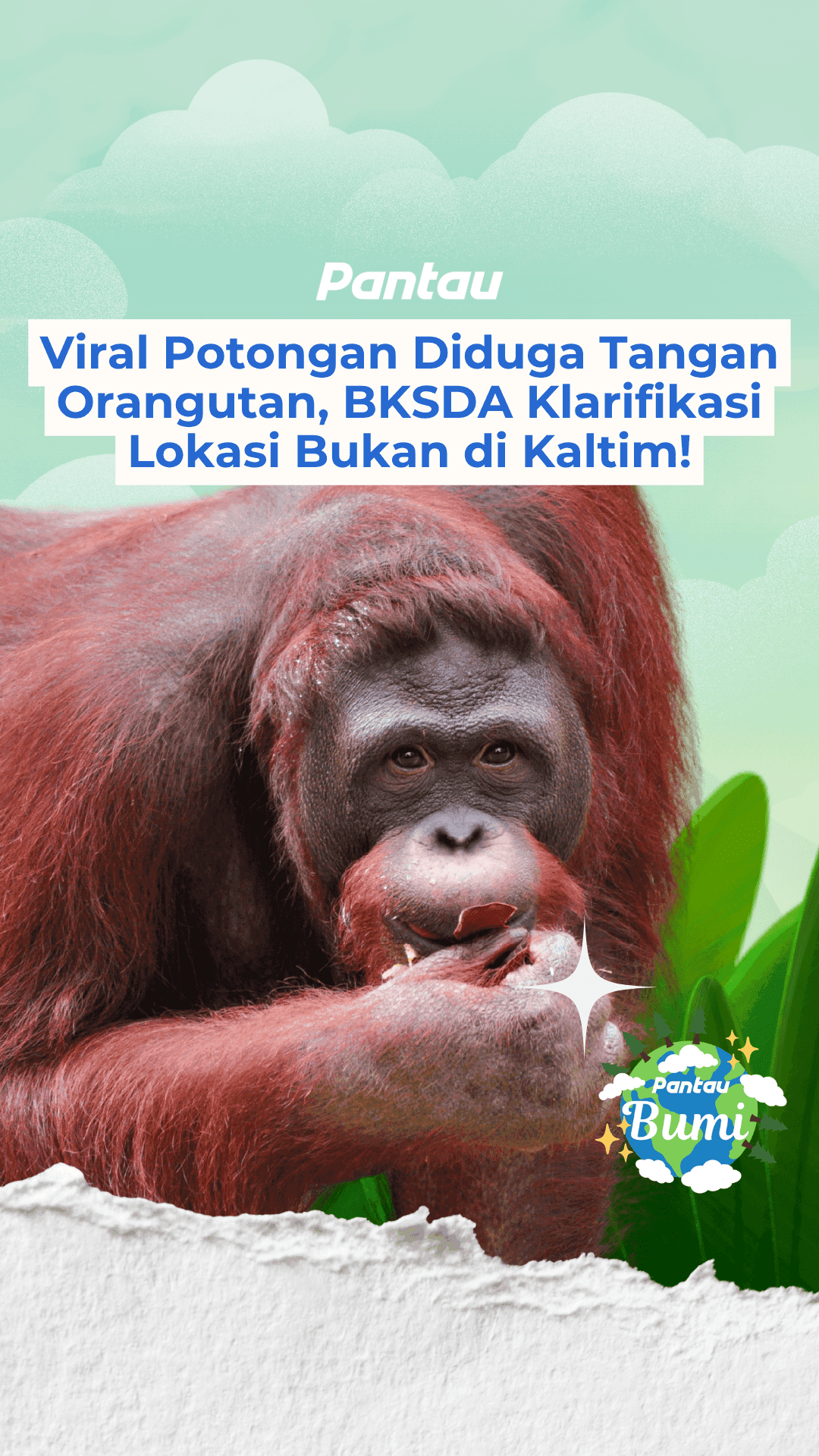 VIRAL POTONGAN DIDUGA TANGAN ORANGUTANBKSDA KLARIFIKASI LOKASI BUKAN DI KALTIM!