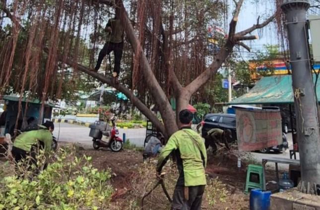 Sudin Tamhut Jakarta Utara Tangani 6.007 Pohon Rawan Tumbang Sepanjang 2025