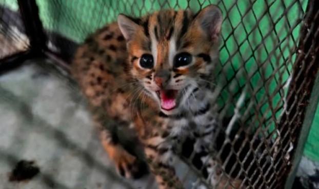 Polisi Buru Pemasok Kucing Hutan Langka, Pelaku ASM Sudah Diamankan di Jakarta