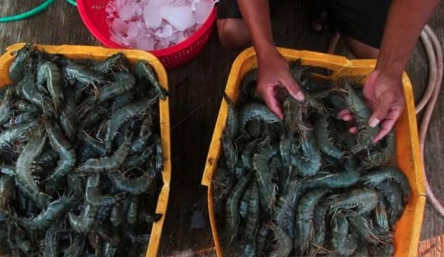 KKP Pastikan Ekspor Udang ke AS Tetap Berjalan, Meski Ada Pengetatan Aturan Impor