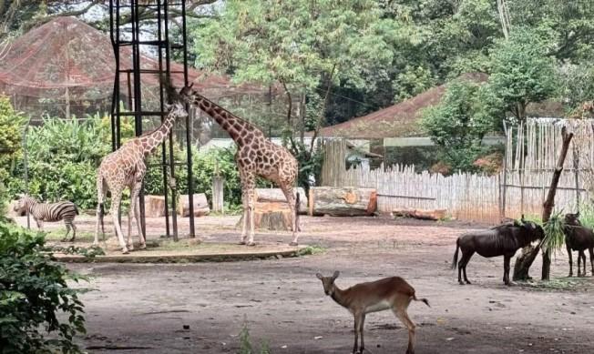 YMT Desak Wali Kota Bandung Segera Beri Kepastian Masa Depan Bandung Zoo