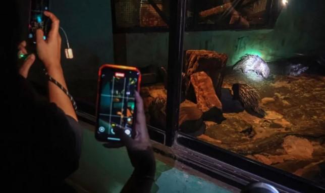 Wisata Malam "Night at Ragunan Zoo" Diminati Ribuan Pengunjung, Fasilitas Ditingkatkan