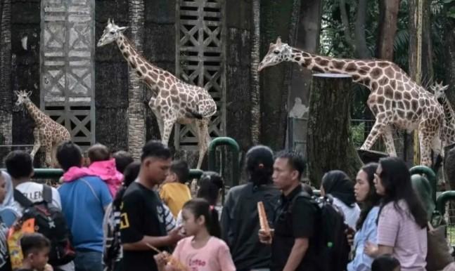 Satwa Ragunan Dipastikan Tak Stres Selama Program “Night at Ragunan Zoo” Berlangsung