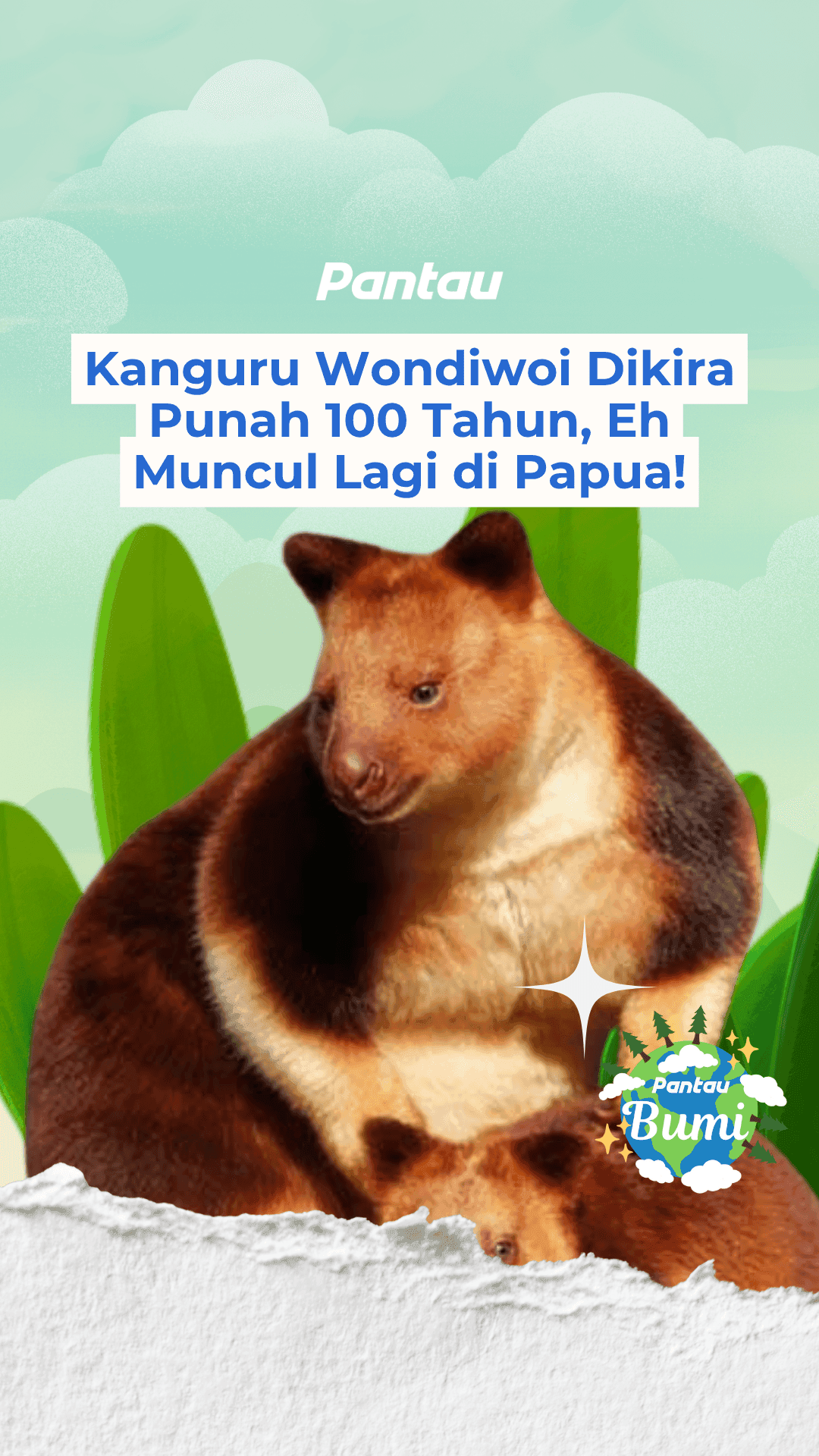 KANGURU WONDIWOI DIKIRA PUNAH 100 TAHUN, EH MUNCUL LAGI DI PAPUA!