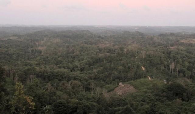 Kemenhut Dorong Model Multiusaha Kehutanan sebagai Tulang Punggung Industri Hijau Nasional
