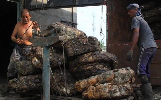 Indonesia Berpeluang Kembalikan Kejayaan Lateks, Petani Didorong Tingkatkan Mutu Bokar