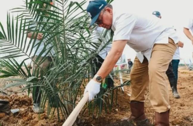 PTPN IV Riau Remajakan 949,6 Hektare Sawit Tak Produktif, Fokus Tingkatkan Ketahanan Pangan dan Energi