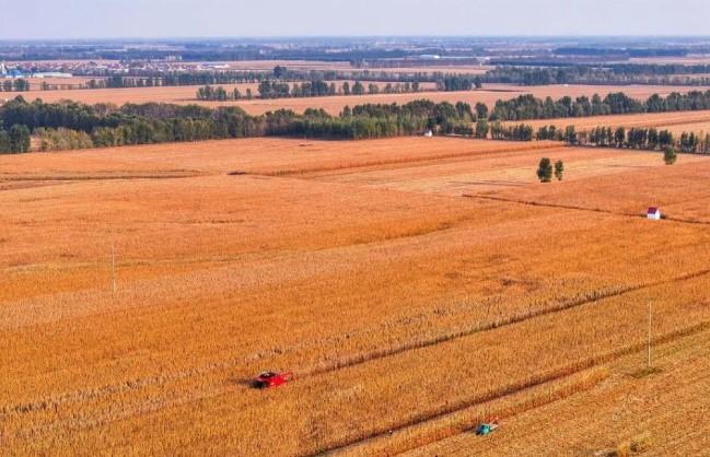 Musim Panen Jagung Dimulai di Tongliao, China: Setengah dari 1,33 Juta Hektare Lahan Sudah Dipanen