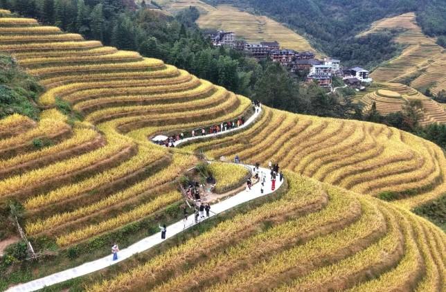 Sawah Terasering Longji, Warisan Pertanian 650 Tahun yang Menjadi Magnet Wisata di China Selatan